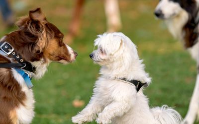 The Summer Pet Getaway Checklist You Didn’t Know You Were Living